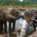 Elefantenbad in Pinnawela