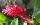 Blume im Garten